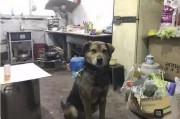 娱乐吃瓜酱搬家带狗,娱乐吃瓜酱携爱犬开启温馨搬家之旅
